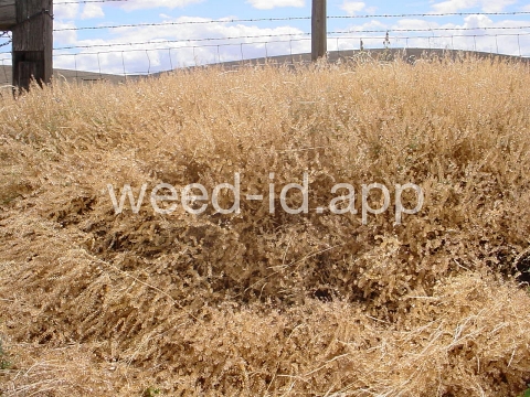 pepperweed, clasping